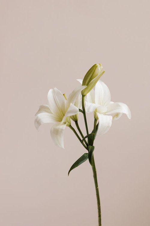 Whimsical Twilight Petal Collection